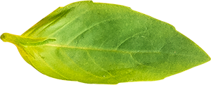 foglia di basilico