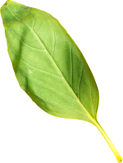 foglia di basilico