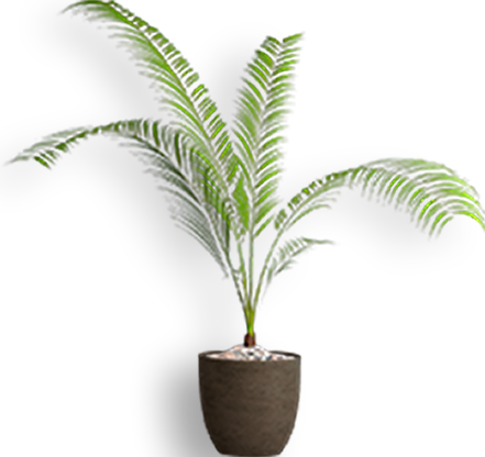 pianta